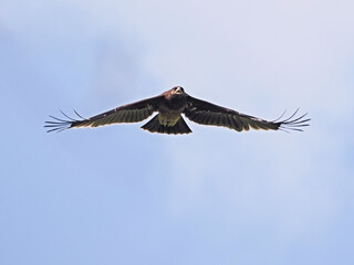 Greater Spotted Eagle fly on sky.