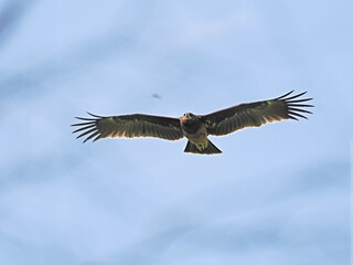 Greater Spotted Eagle fly on sky.