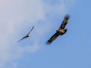 eagle flying in the sky chased by a harrier
