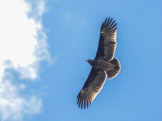 Greater Spotted Eagle fly on sky.