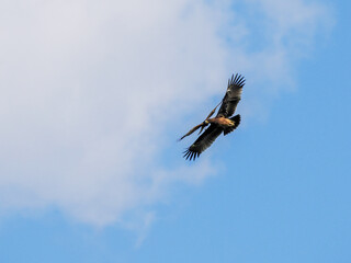 eagle flying in the sky chased by a harrier