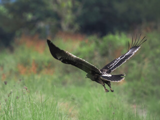 Greater Spotted Eagle fly on sky.