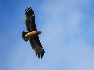 Greater Spotted Eagle fly on sky.