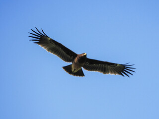 Greater Spotted Eagle fly on sky.