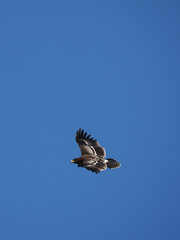Greater Spotted Eagle fly on sky.