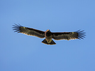 Greater Spotted Eagle fly on sky.