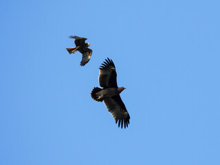 eagle flying in the sky chased by a harrier