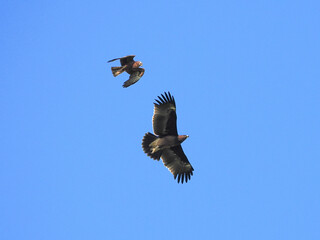 eagle flying in the sky chased by a harrier
