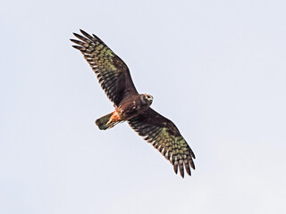 The harrier  on a fly hunt