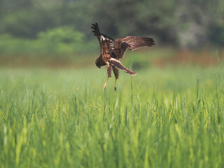The harrier  on a fly hunt