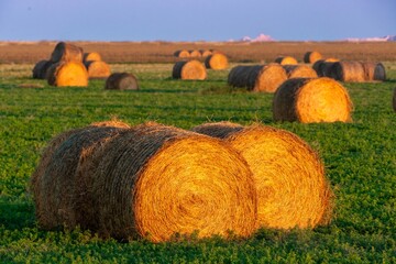 Golden hay bales in a field at sunset. Sunlight highlights the vibrant color of the hay. Rural...