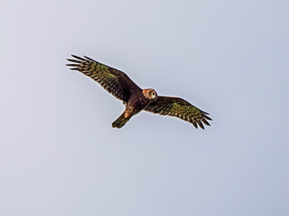 The harrier  on a fly hunt