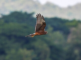 The harrier  on a fly hunt