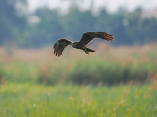 The harrier  on a fly hunt