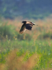 The harrier  on a fly hunt