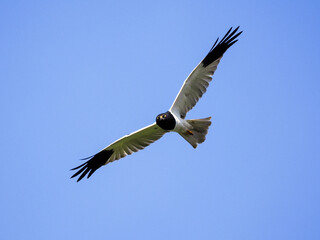 Pied Harrier, a male raptor bird, flying and looking for small animals in rice paddy field