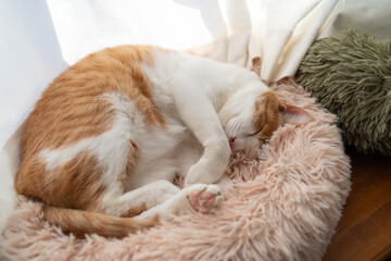 窓辺で眠る可愛い猫　茶トラ白