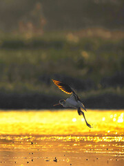 Black necked stilt in a marsh at golden sunset