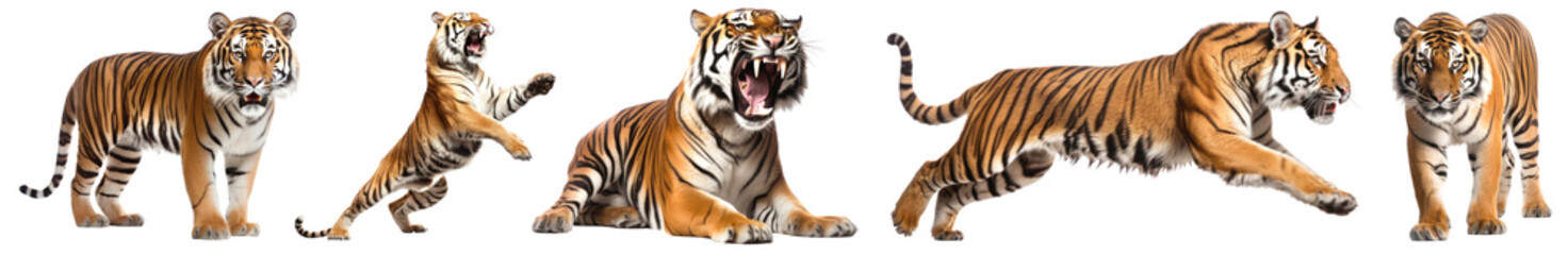 Obraz premium PNG Dynamic tigers in action, isolated element set, transparent background