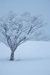 美しい霧氷の木