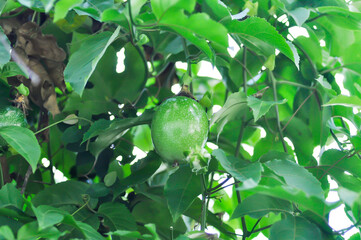 passion fruit seed , passion fruit plant