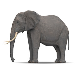 Obraz premium African elephant 3D illustration side view