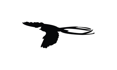 Flying Scissor Tailed Flycatcher  Bird Silhouette Design  And Vector Illustration. 