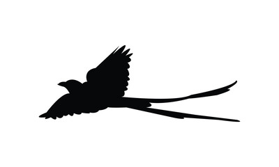 Flying Scissor Tailed Flycatcher  Bird Silhouette Design  And Vector Illustration. 