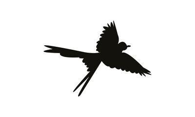 Flying Scissor Tailed Flycatcher  Bird Silhouette Design  And Vector Illustration. 