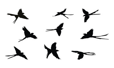 Flying Scissor Tailed Flycatcher  Bird Silhouette Design  And Vector Illustration. 