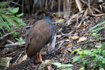 Orange-footed Scrub Fowl in Darwin, Australia