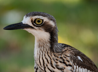 Baby curlew in Darwin, Northern Territory