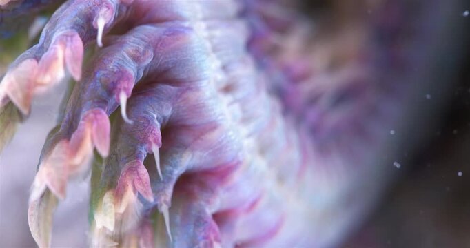 Epitoky form worm Polychaeta Nereis virens under microscope, family Nereididae. Modified enlarged parapodia and developed paddle-like setae to improve swimming ability. White Sea