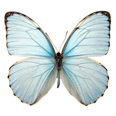 Light blue butterfly with intricate wing patterns, on a transparent background. Concept of nature...