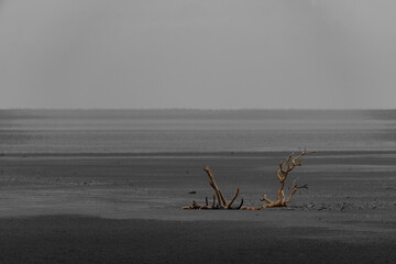 Tropical landscape in Darwin, Northern Territory