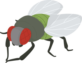 illustration fly