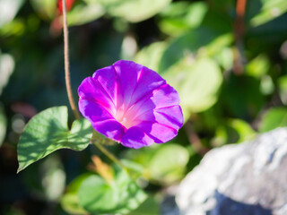 Fototapeta premium リュウキュウアサガオ