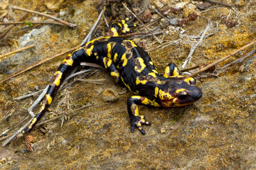 EIne portugiesische Feuersalamander- Unterart mit roter Färbung in der Seitenansicht