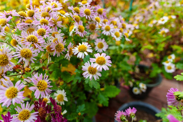 Fototapeta premium Close-up of colorful wild chrysanthemums in bloom