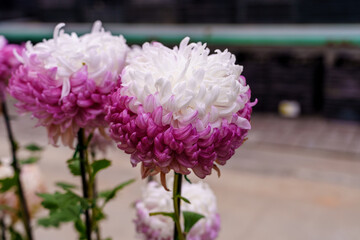 Close-up of purple chrysanthemum flowers in bloom