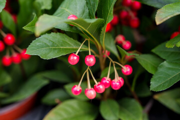 Close-up of red Ardisia japonica fruits growing