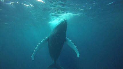 Fototapeta premium Humpback whale underwater in Caribbean
