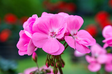 Close-up of purple geranium flowers in bloom