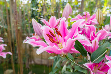 Obraz premium Close-up of pink Lovina lily flowers in bloom