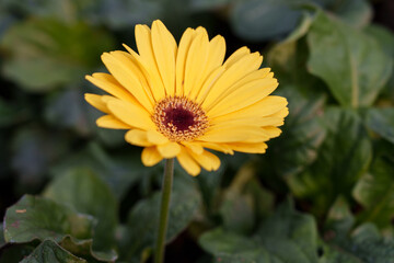 Close-up of yellow gerbera flowers in bloom
