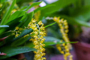 Close-up of yellow Dendrobium flowers in bloom