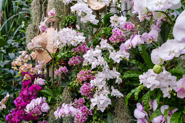 Garden scenery with colorful Phalaenopsis orchids in bloom