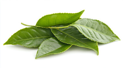 Fototapeta premium freshly harvested camellia sinensis leaves close-up: an organic green tea leaf macro photo highlighting raw natural texture and vibrant color