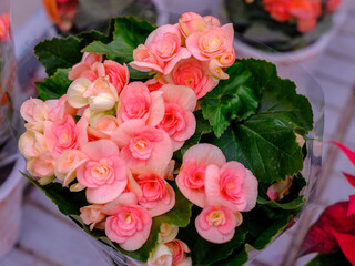 Close-up of a pink rose flower in bloom