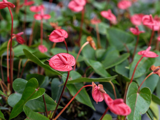 Close-up of pink anthurium flowers in bloom